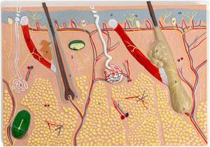 Modelo de Anatomía de piel humana, modelo educativo de laboratorio de piel anatómica para estudiantes de medicina, estructura de piel humana - Product Image 3