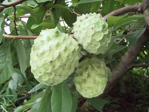 99% Graviola Annona Muricata Extrato Graviola Suco De Fruta Em Pó Spray Seco Custard Apple Extrato Em Pó - Product Image 5