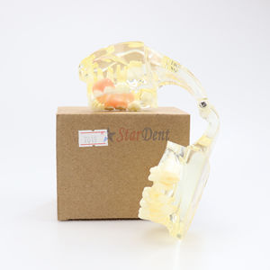 Modèle de dents dentaires avec flipper <span class=keywords><strong>amovible</strong></span>, modèle de prothèse dentaire transparente pour l'enseignement - Product Image 1