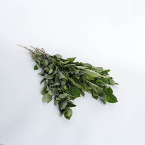 Gardenia, également connu sous le nom de <span class=keywords><strong>jasmin</strong></span> de Cap, est un arbuste <span class=keywords><strong>persistant</strong></span> de la famille des Rubiaceae, aux feuilles vertes brillantes et aux fleurs. - Product Image 4