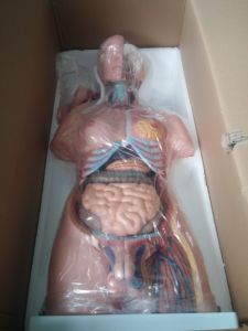 Chinon BIX-A1041 85 cm PVC con người thân mô hình 23 Giải Phẫu Cơ thể thân cây cả hai giới khoa học y tế cơ quan nghiên cứu trường học bệnh viện - Product Image 6