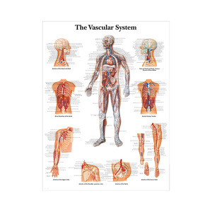 Ensemble d'affiches sur toile d'anatomie humaine - Cartes du cœur, du squelette et des organes musculaires pour l'enseignement et la démonstration en classe, à l'hôpital et en milieu médical - Product Image 3