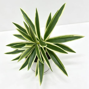 Decoración DIY, Vegetación Artificial, Bambú, Dracaena, Planta de Plástico, Decoraciones para Bodas, Navidad, Pascua, Graduación - Product Image 1