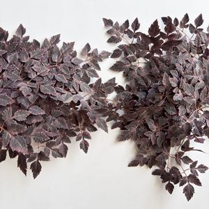 Feuille artificielle de Coleus Copinto <span class=keywords><strong>en</strong></span> soie à 2 branches de haute qualité pour la décoration d'événements - Product Image 4
