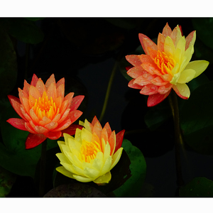 ดอกบัว 'วานวิสา' - พืชน้ำที่เหมาะสำหรับสวน บ่อ และเรือนกระจก - บัวหลวงวานวิสา - Product Image 6