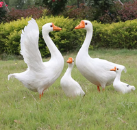 Modèle d'animal statique en tissu peluche, imitation plumes de canard, poulet ou oie, grand, blanc, pour décoration de jardin pastoral et photographie