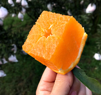 Verse Zoete Mandarijn Oranje Citrusvruchten Sinaasappelen En Mandarijnen Fruit