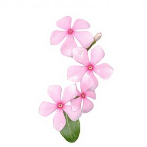 ผงสกัดแคทารันธัส โรซูส คุณภาพสูง ความเข้มข้นสูง 10:1 ผงแคทารันธัส โรซูส เกรดอาหาร - Product Image 4