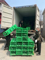 Fabrication bon marché pp rouge bleu vert empilable 12 24 bouteilles caisse de bière à vendre