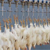 Nouvelle machine d'abattage de poulet mobile compacte 300-800 oiseaux par heure Installation gratuite pour les industries d'abattage de volaille