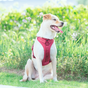 Fabricante de Coleiras para Cães, Novas Cores da Moda, Material de Tecido Sólido Acolchoado, Respirável e Ajustável, Coleira para Cães que Não Puxa - Product Image 5