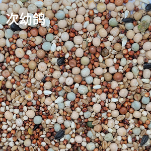 Mélange Alimentaire <span class=keywords><strong>de</strong></span> Gros Équilibre Sportif pour Jeunes Pigeons : Pois, Millet, <span class=keywords><strong>Graines</strong></span> <span class=keywords><strong>de</strong></span> Tournesol, <span class=keywords><strong>Graines</strong></span> d'Alpiste et Sorgho Séchés - Product Image 5
