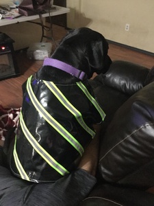 Băng Vải Phản Quang Polyester Dải Ruy Băng Khả Năng Hiển Thị Cao Cho Túi Giày Quần Áo - Product Image 6