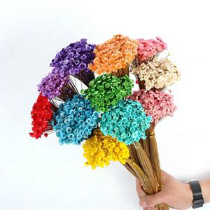 Mini Margherite Essiccate Brasiliane all'Ingrosso per Oggetti di Scena Fotografici, Decorazioni Nuziali e Creazioni in Resina - Fiori Selvatici Naturali - Product Image 5