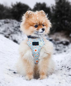 2022 harnais rembourrés en polyester sans traction pour chiens accessoires pour animaux de compagnie personnalisés collier laisse réglable harnais pour chien gilet ensemble - Product Image 2