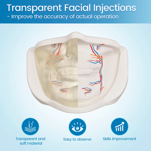 Modèle d'entraînement à l'<span class=keywords><strong>injection</strong></span> <span class=keywords><strong>du</strong></span> <span class=keywords><strong>visage</strong></span> inférieur transparent avec des vaisseaux sanguins réalistes pour la procédure esthétique de pratique de remplissage dermique - Product Image 3
