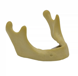 Modelos dentales, materiales educativos, modelos de anatomía Dental - Product Image 5