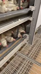 Nieuwe Staat H-Type Kippenhok Ei-Leggende Kippenkooi Kwartel Kippenbatterij Kooi Voor Pluimveebedrijf En Thuisgebruik In Zambia - Product Image 4