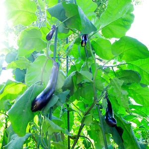 ซื้อจากซัพพลายเออร์จีน ขายส่งอุปกรณ์ทำสวน สินค้ามาใหม่ คุณภาพดีที่สุด คันเสียบต้นไม้สำหรับทำสวน - Product Image 3