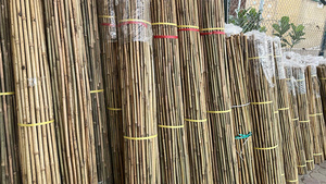 Estacas de Bambú Seco para Soporte de Plantas en Invernaderos, Varillas de Bambú de Diámetro Pequeño para Uso Agrícola - Product Image 3