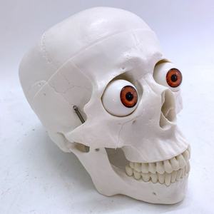 Crâne humain de haute qualité avec tête et globe oculaire - Product Image 3