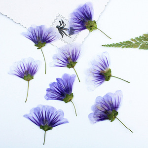 <span class=keywords><strong>Malva</strong></span> Sinensis flor prensada para marco funda de teléfono vela arte de resina - Product Image 5