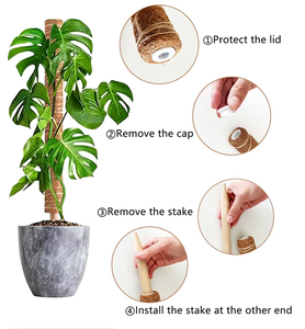 Grandes perches à mousse, grands bâtons <span class=keywords><strong>de</strong></span> soutien pour plantes, piquets <span class=keywords><strong>de</strong></span> soutien en fibre <span class=keywords><strong>de</strong></span> <span class=keywords><strong>coco</strong></span>, perches à mousse pour plantes grimpantes en pot, en bois et fibre <span class=keywords><strong>de</strong></span> <span class=keywords><strong>coco</strong></span> pour le jardin - Product Image 3