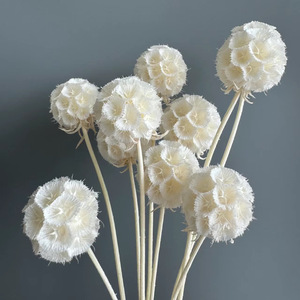 Bouquet de gousses de Scabiosa naturelles préservées de haute qualité, gousses florales séchées en forme de roue à pin pour la décoration de vases domestiques, vente en gros - Product Image 4