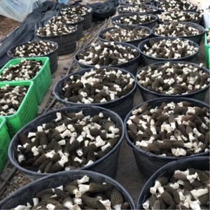 เห็ดมอเรลสีดำธรรมชาติจำนวนมากเห็ดดิบและแห้งในราคาโรงงาน - Product Image 3