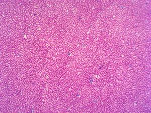 Medizinische Wissenschaft Biotechnologie Herstellung Histologie Folien Lernen von Verbindungs gewebe laborgeräten - Product Image 3