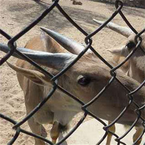 Maillon de chaîne industriel robuste en acier galvanisé de calibre 9 de 6 pieds x 50 pieds Clôture à mailles de chaîne Tissé à armure toile Coupe Soudage inclus - Product Image 3