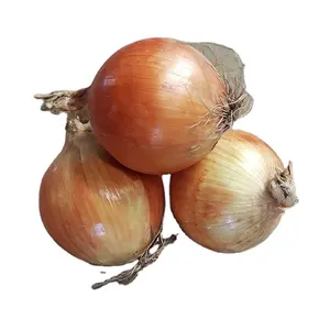 New harvested yellow onion 6-8cm China factory export