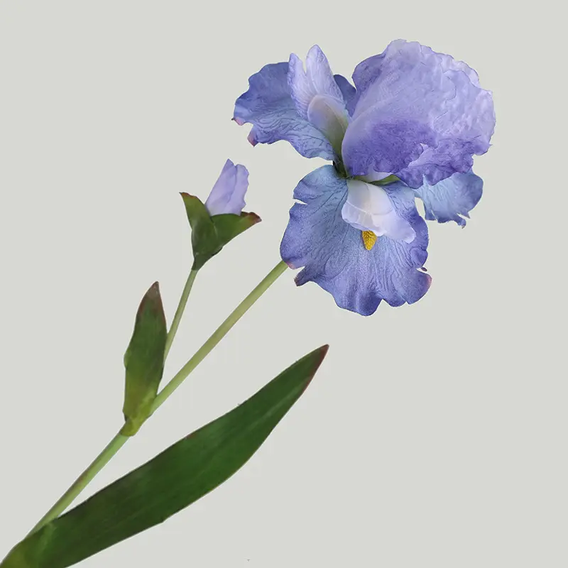 Purple Iris for sale