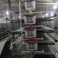 Équipement pour élevage de poulets : Cage de poussins de 4 niveaux de type H pour poussins d'un jour, système de batterie d'élevage avicole
