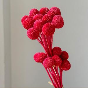 Boules dorées éternelles naturelles préservées en gros, solution tout-en-un pour la décoration de mariages, de la fête des Mères et de Noël - Product Image 3