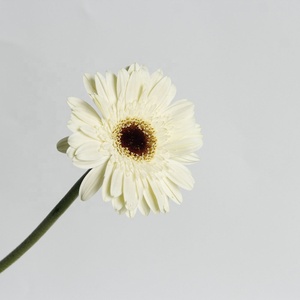 Flores frescas de Gerbera <span class=keywords><strong>Dalma</strong></span> a precios competitivos en tallo largo directo de la base - Product Image 6