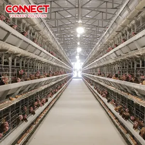Automated 50000 Poultry Farm Equipment Raising Layer Cock Hens Egg Laying Chicken Cage System With Automatic Feeding System