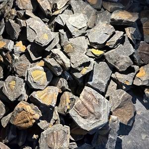 Fósil de Trilobites Naturales Raros de Alta Calidad al por Mayor, Fósil de Imitación de Vida Marina de 500 Millones de Años para Colección y Regalos - Product Image 5