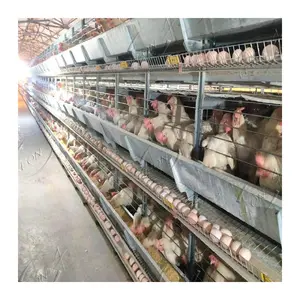 high quality animal poultry husbandry equipment for layers