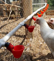 Volaille oiseau poule caille oiseau eaux poussin mamelon buveur mangeoire tasse automatique eau bol poulet