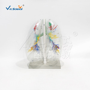 Modèle transparent de segment pulmonaire ; outil pédagogique pour l'anatomie pulmonaire humaine ; équipement d'entraînement respiratoire ; pour les écoles de médecine. - Product Image 1