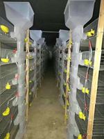 Cage à cailles de haute qualité de type H à alimentation automatique, cages à cailles pour la production d'œufs, cages à poules pondeuses