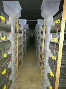 Gabbia <span class=keywords><strong>per</strong></span> <span class=keywords><strong>Quaglie</strong></span> di Alta Qualità Tipo H con Alimentazione Automatica <span class=keywords><strong>per</strong></span> Produzione di Uova - Product Image 4