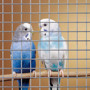 Vente en gros de grillage métallique galvanisé bon marché de 1/4 de pouce pour cage à lapins, grillage en fil de fer trempé à chaud, grillage tissé, meilleur prix pour vos besoins en cage - Product Image 6