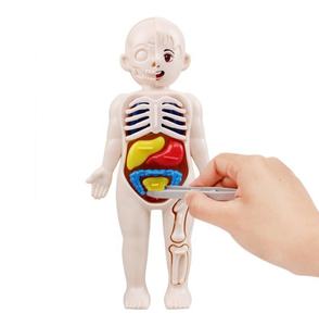 Modèle de structure des organes humains pour l'éducation scientifique des enfants, jouet éducatif en plastique, jeu d'assemblage et d'association pour les enfants de 5 à 13 ans, unisexe - Product Image 1