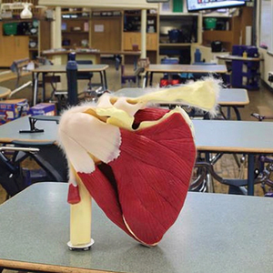 Modelo de Ciencia Médica de Tamaño Real, Articulación del Hombro Humano con Músculos <span class=keywords><strong>y</strong></span> Ligamentos, CE/ISO/ROHS - Product Image 4