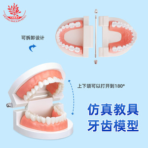 แบบจำลองฟันสำหรับเด็กอนุบาล ของเล่นเสริมการเรียนรู้การแปรงฟัน แบบจำลองการแปรงฟันสำหรับการสอนด้านช่องปาก - Product Image 2