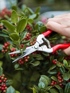 Outil de jardinage personnalisé à faire soi-même, sécateur à main, acier inoxydable de <span class=keywords><strong>luxe</strong></span>, poignée antidérapante en caoutchouc, sécateur à contournement orange, bonne qualité - Product Image 4