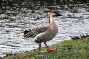 Bán buôn thực tế PE nhựa windsock mồi ngoài trời săn bắn tất cả các loại Canada Ngỗng Vỏ tất cả các loại - Product Image 3