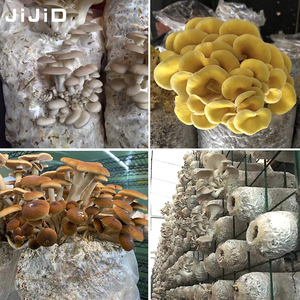 Jijid spawn nấm phát triển túi với cổng tiêm lúa mạch đen & compost nấm nhà máy phát triển Túi Nấm spawn Túi - Product Image 3